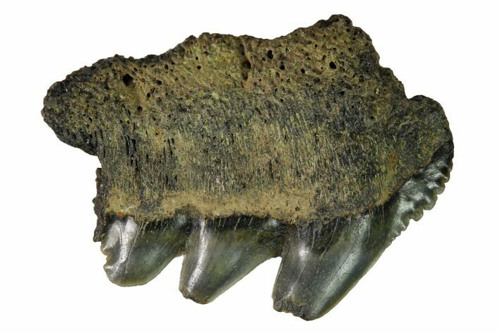 Fossil Cow Shark (Notorynchus) Tooth - Maryland #164764